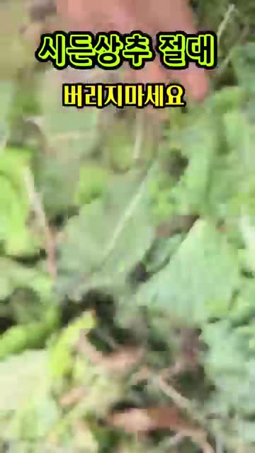 호두행복정원🌱자연밥상