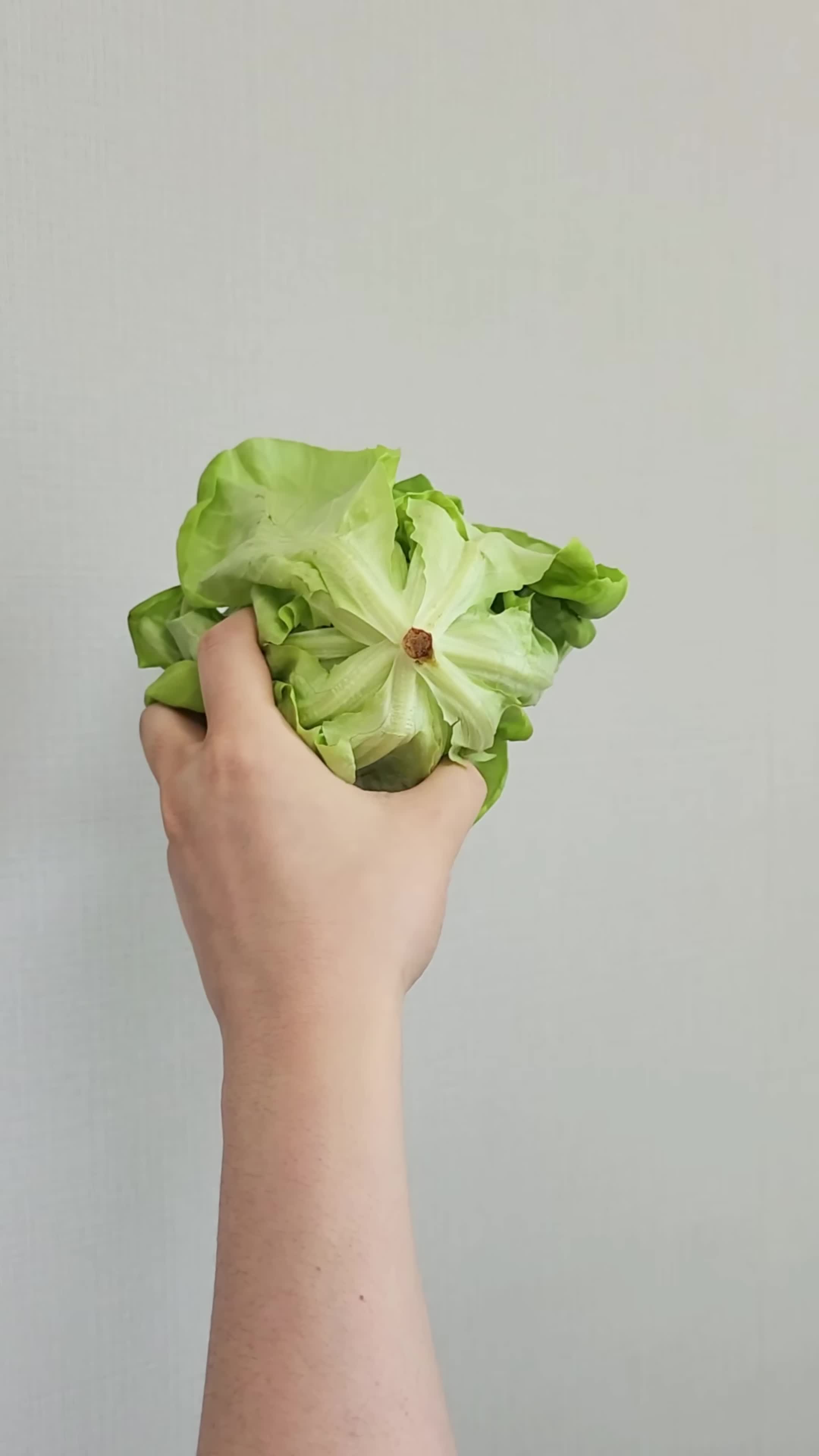 야채의 뿌리 방향과 보관 방법