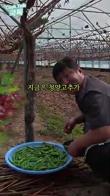 쿡톡 (빛 & 소금)