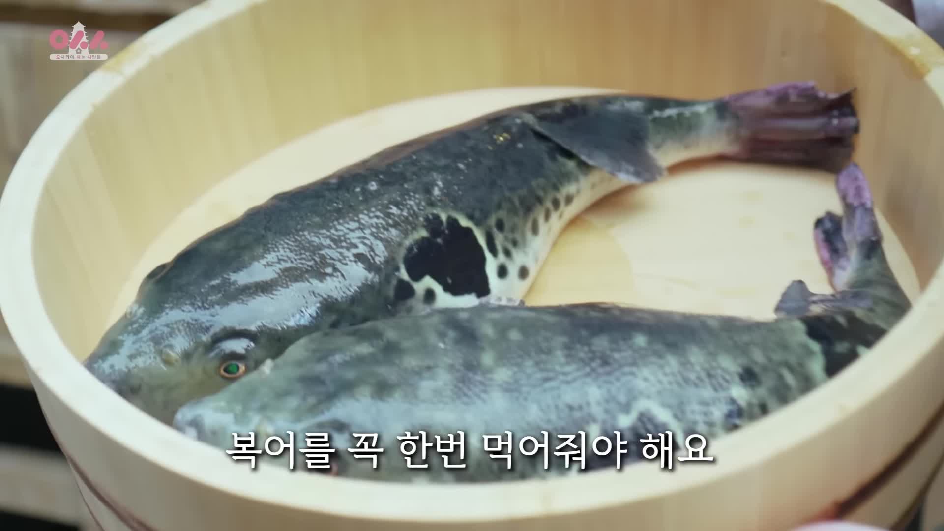 오사카에서 복어를 꼭 즐겨야 하는 이유