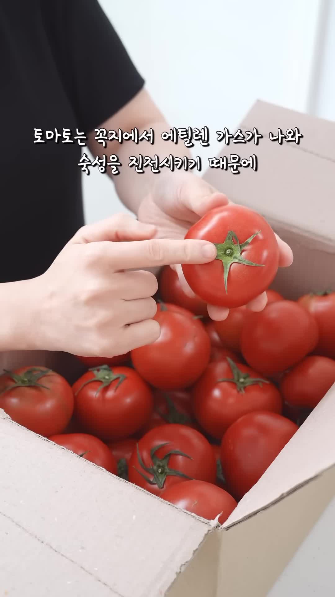 에틸린 가스와 토마토의 숙성