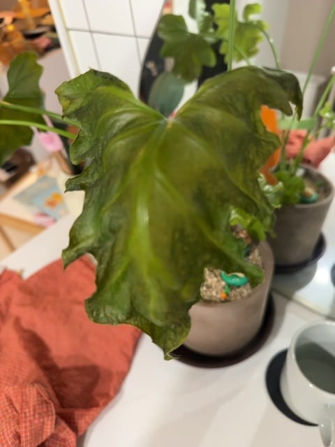 모르겠어요(확신 불가)
