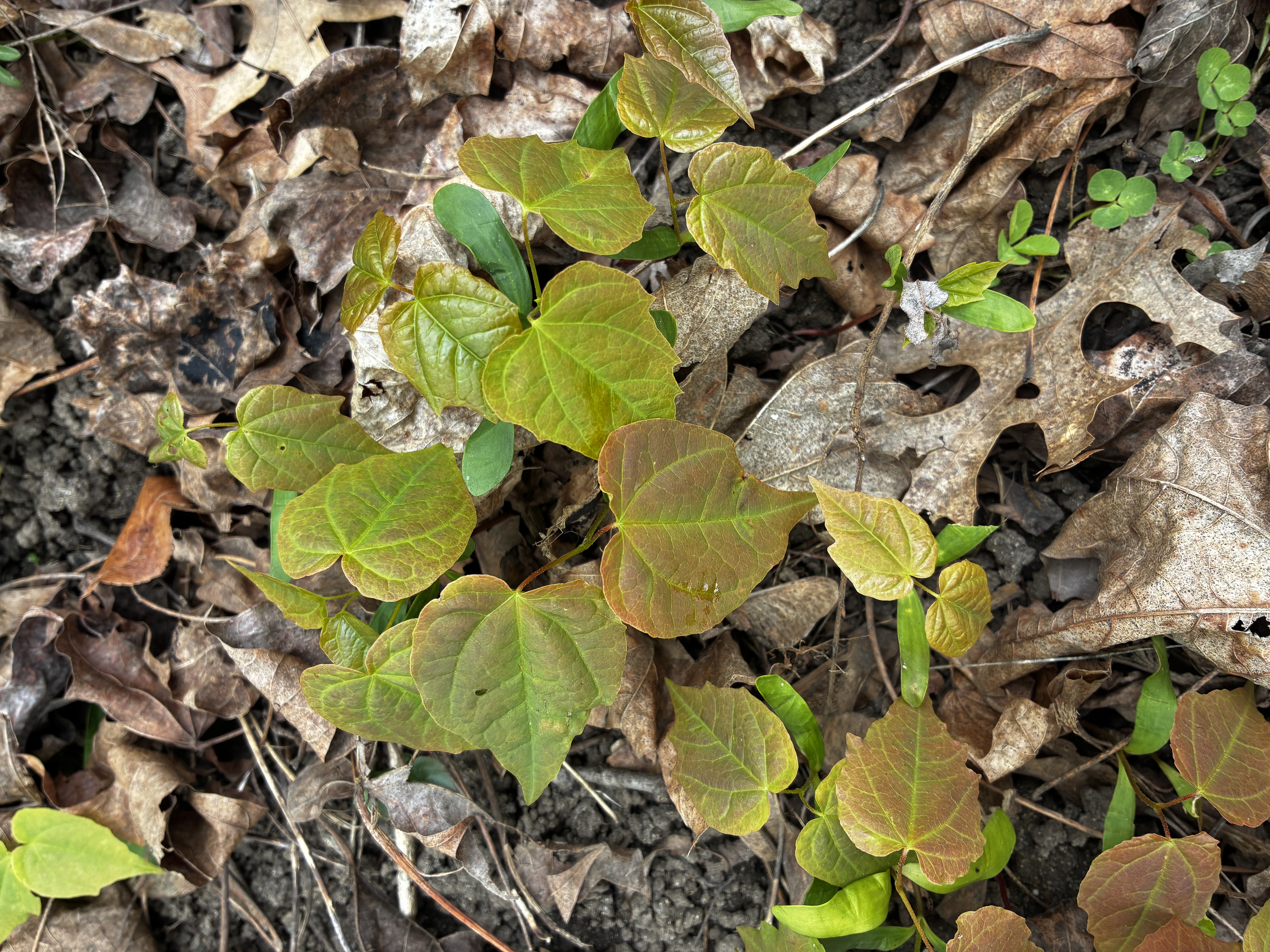 Epimedium (bishop's hat, barrenwort)