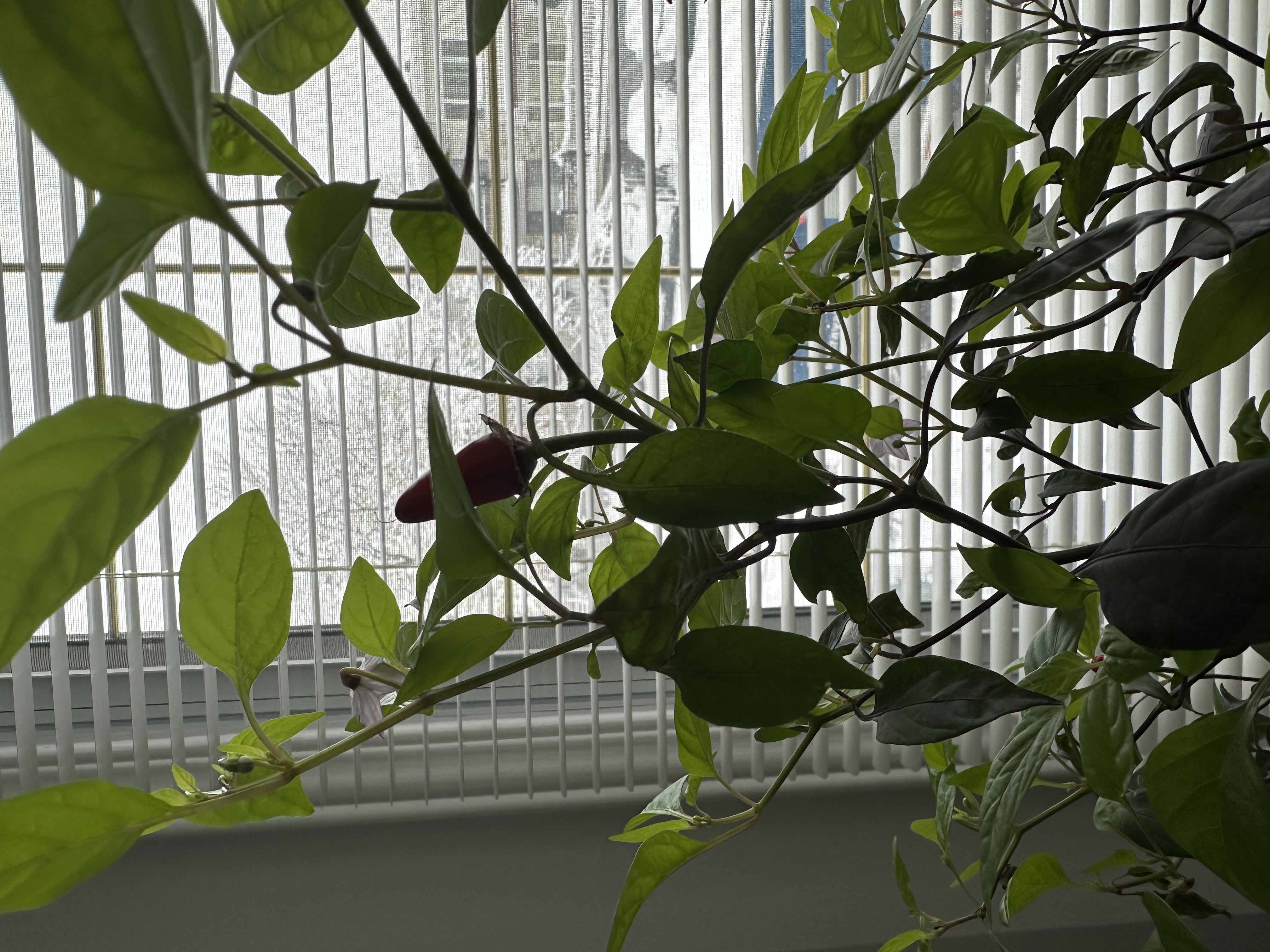 Chili pepper plant (Capsicum annuum)