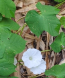 Moonflower / White Morning Glory (Ipomoea spp.)