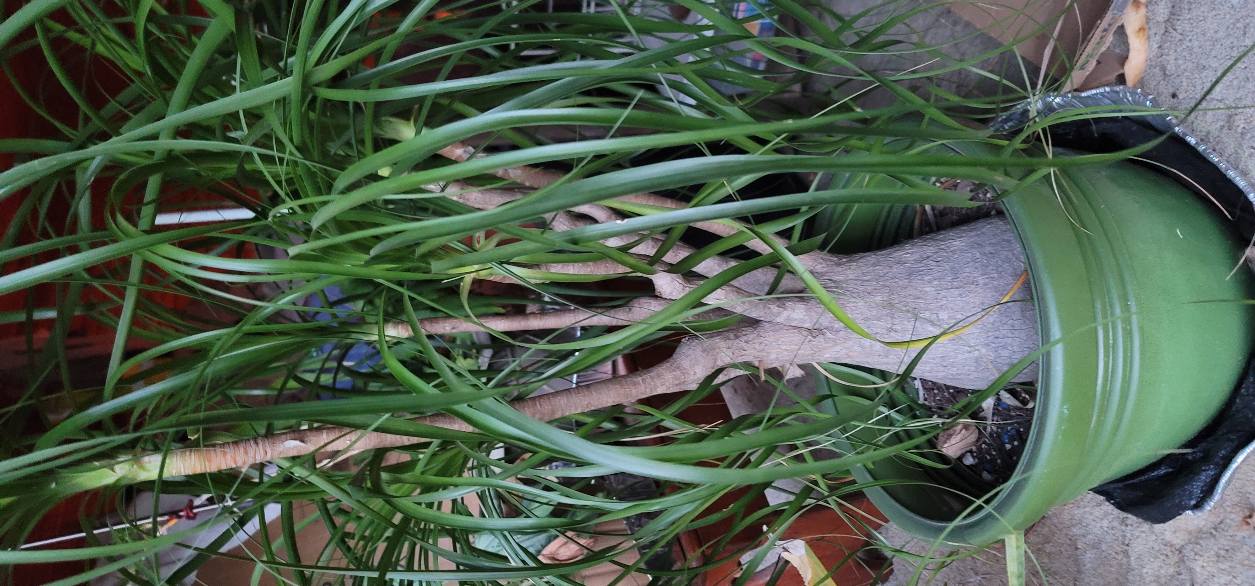 Beaucarnea recurvata (Ponytail Palm)
