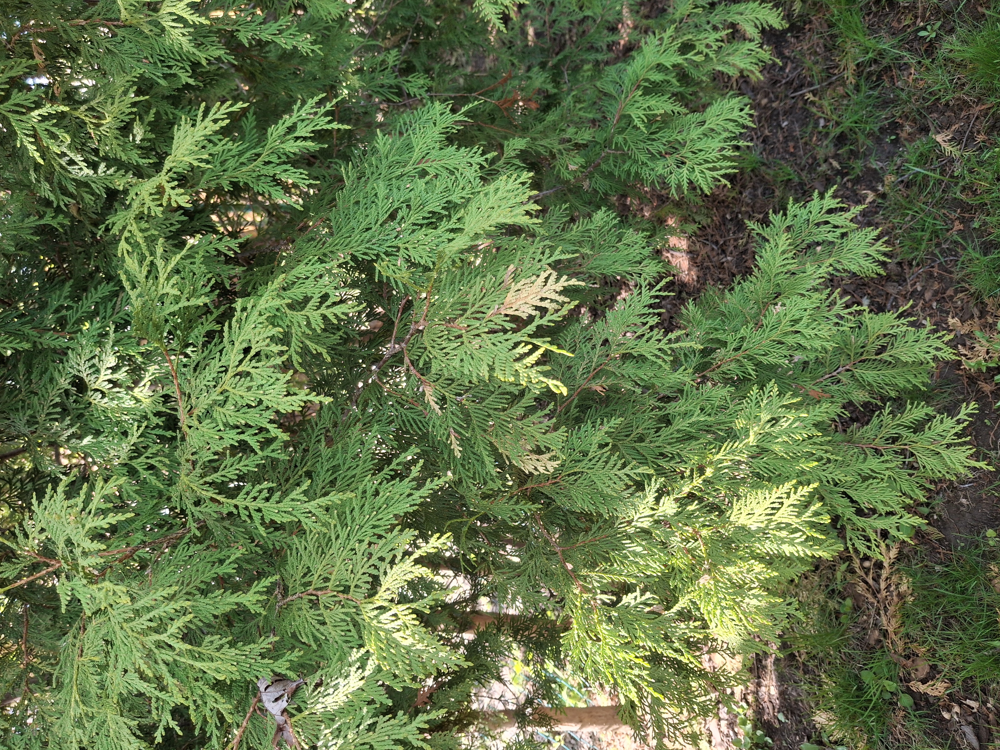 Juniper (Juniperus) shrub