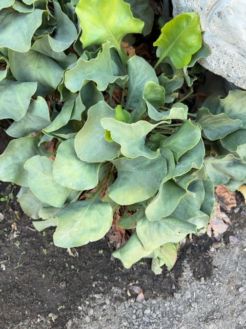 Leopard plant (Ligularia dentata)