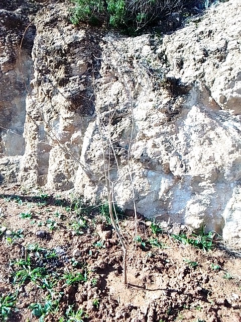 Cane Dieback (Botryosphaeria dieback) in woody vines - 식물 질병 진단 사진