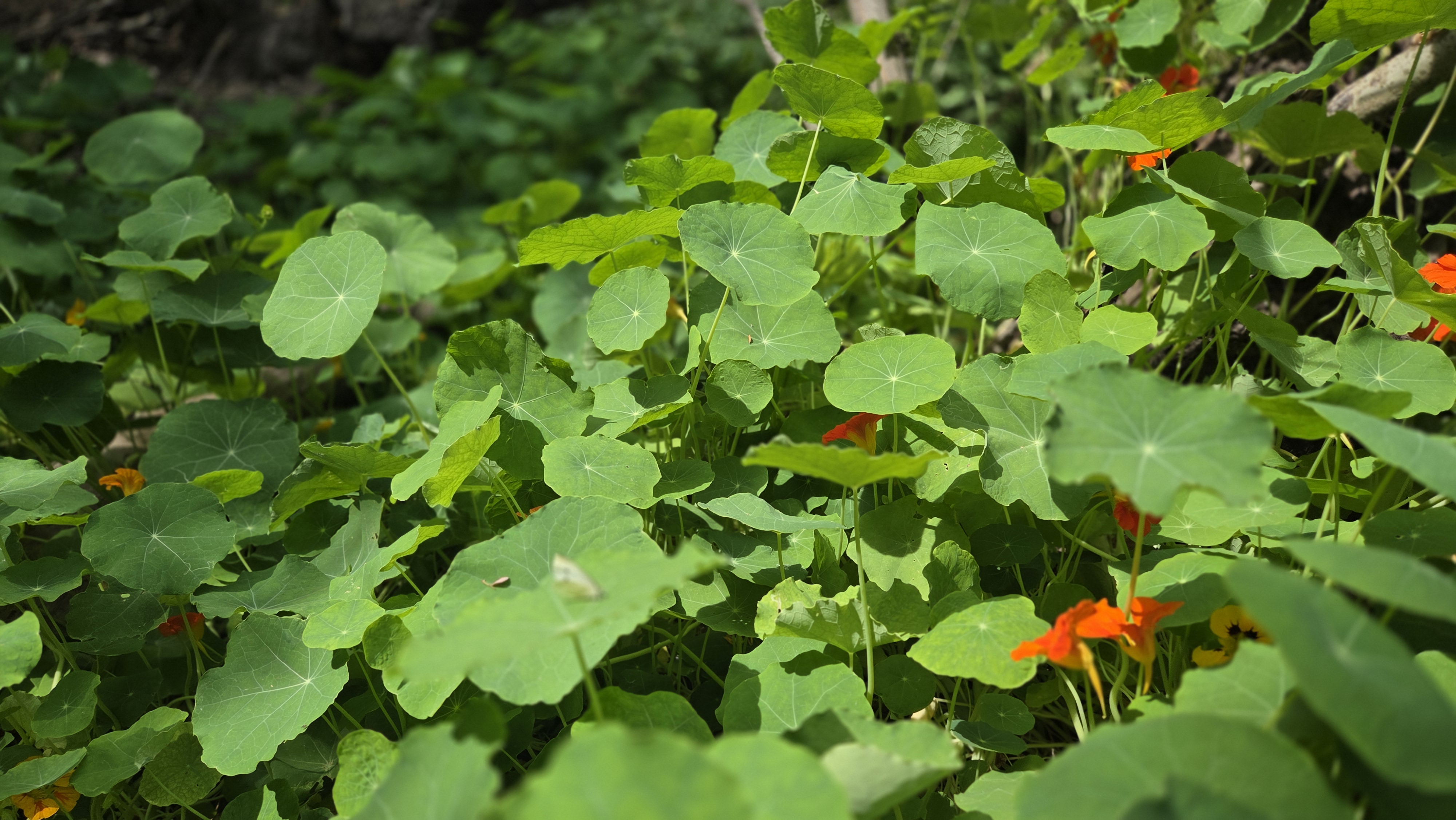 Nasturtium (Tropaeolum majus)