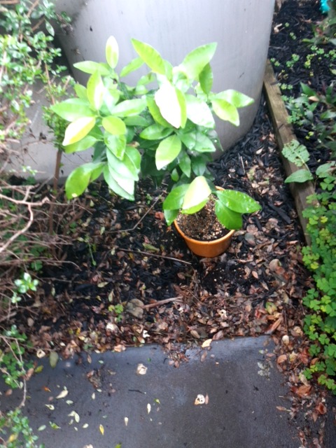 Nitrogen deficiency (chlorosis) in citrus seedling - Plant disease diagnosis photo