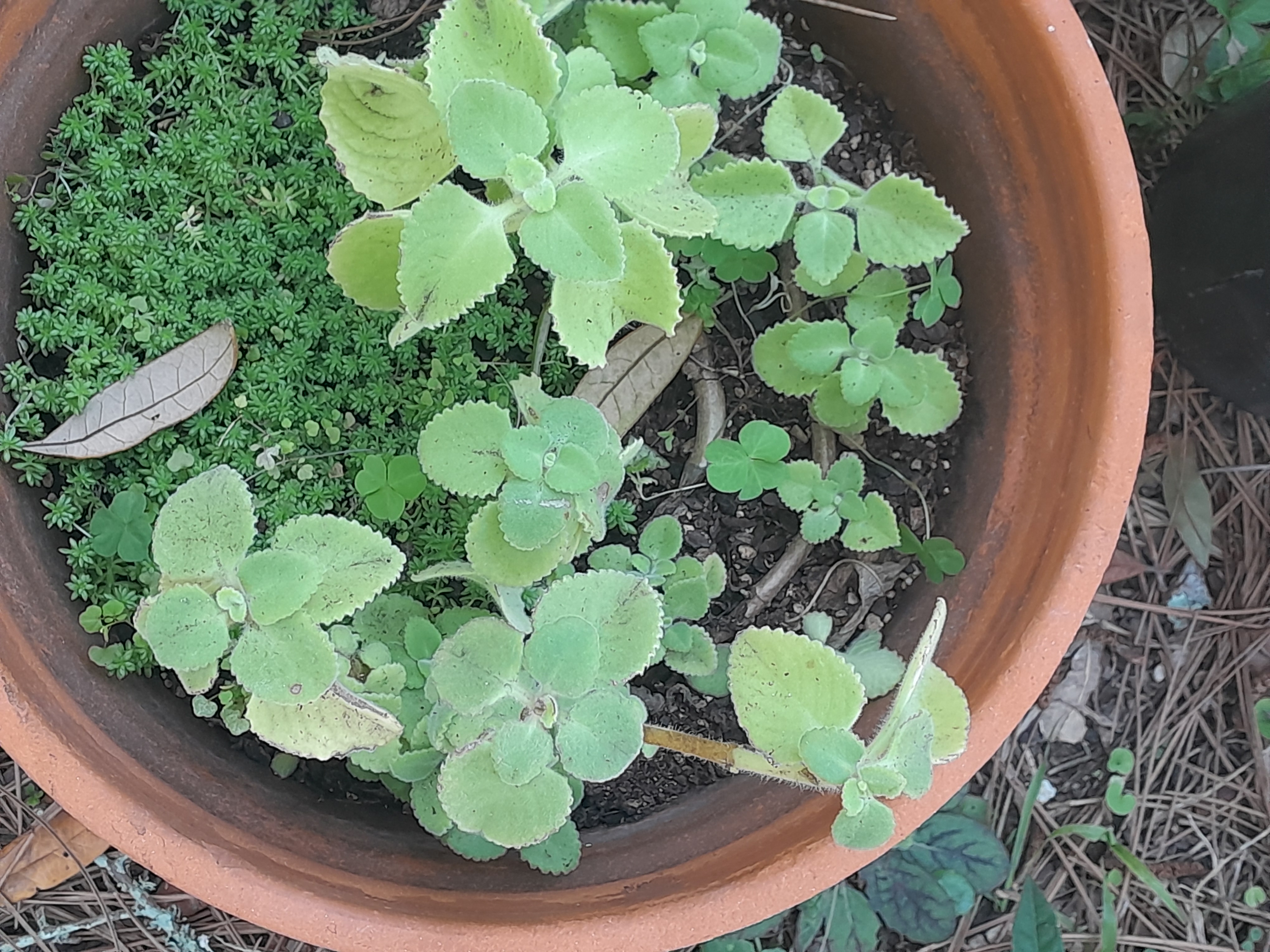 Plectranthus sp. (likely a fuzzy, scalloped-leaf groundcover such as Swedish ivy or a Cuban oregano relative)
