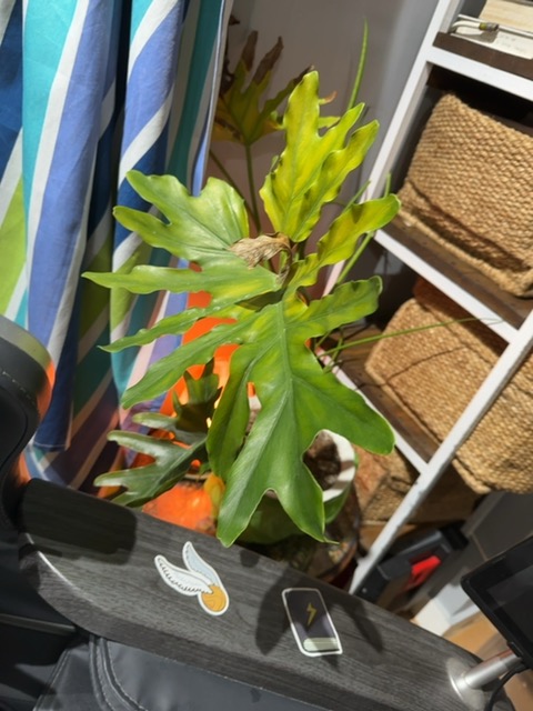 Root rot (overwatering-induced) in a philodendron-type plant - 식물 질병 진단 사진