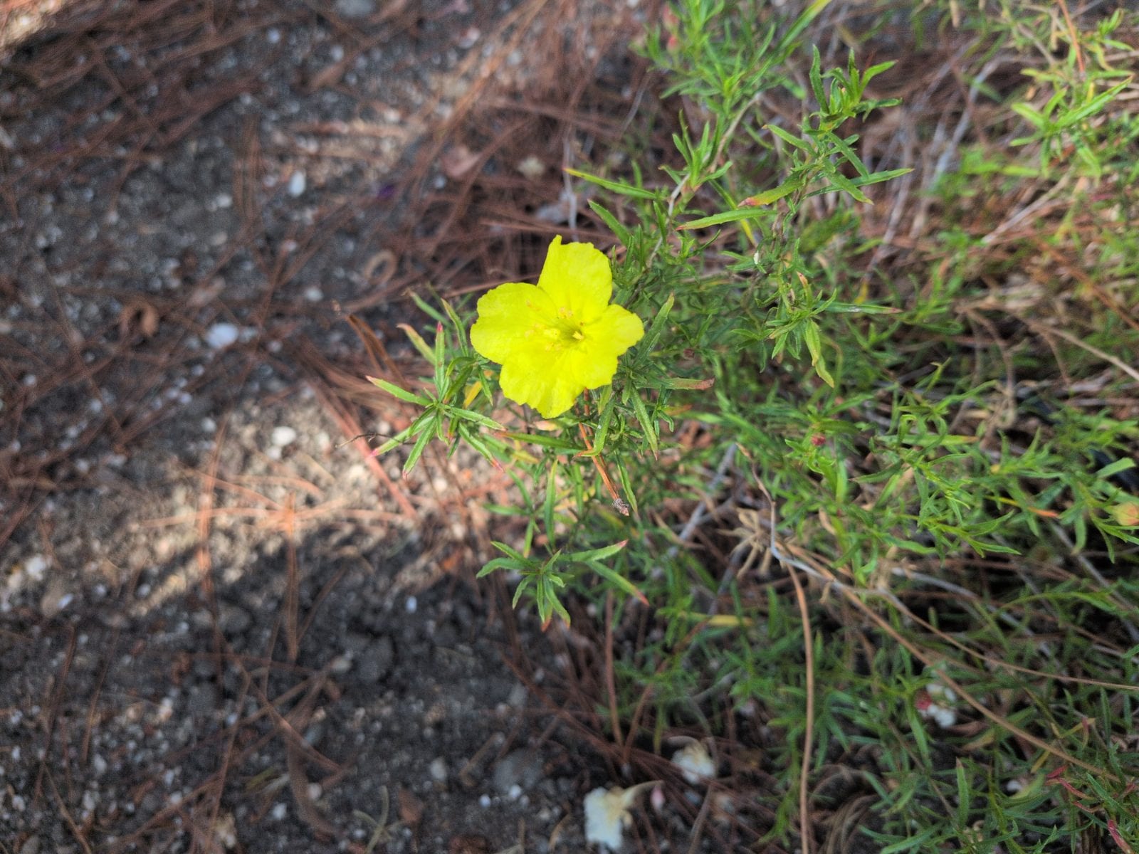 Common evening primrose...