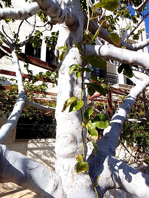 Lichen on bark (not a true plant disease) - 식물 질병 진단 사진