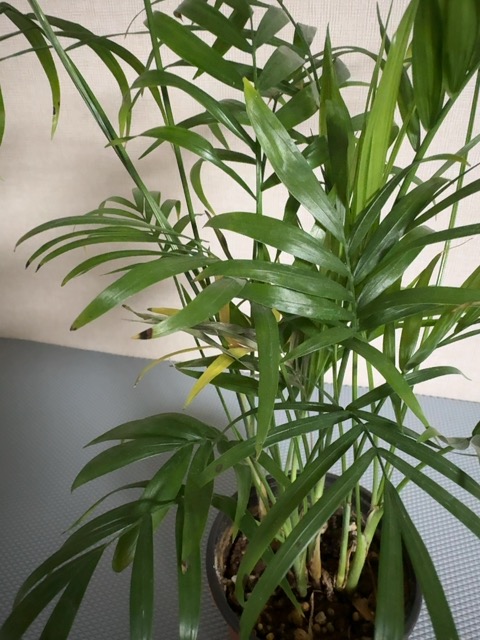 Captured plant