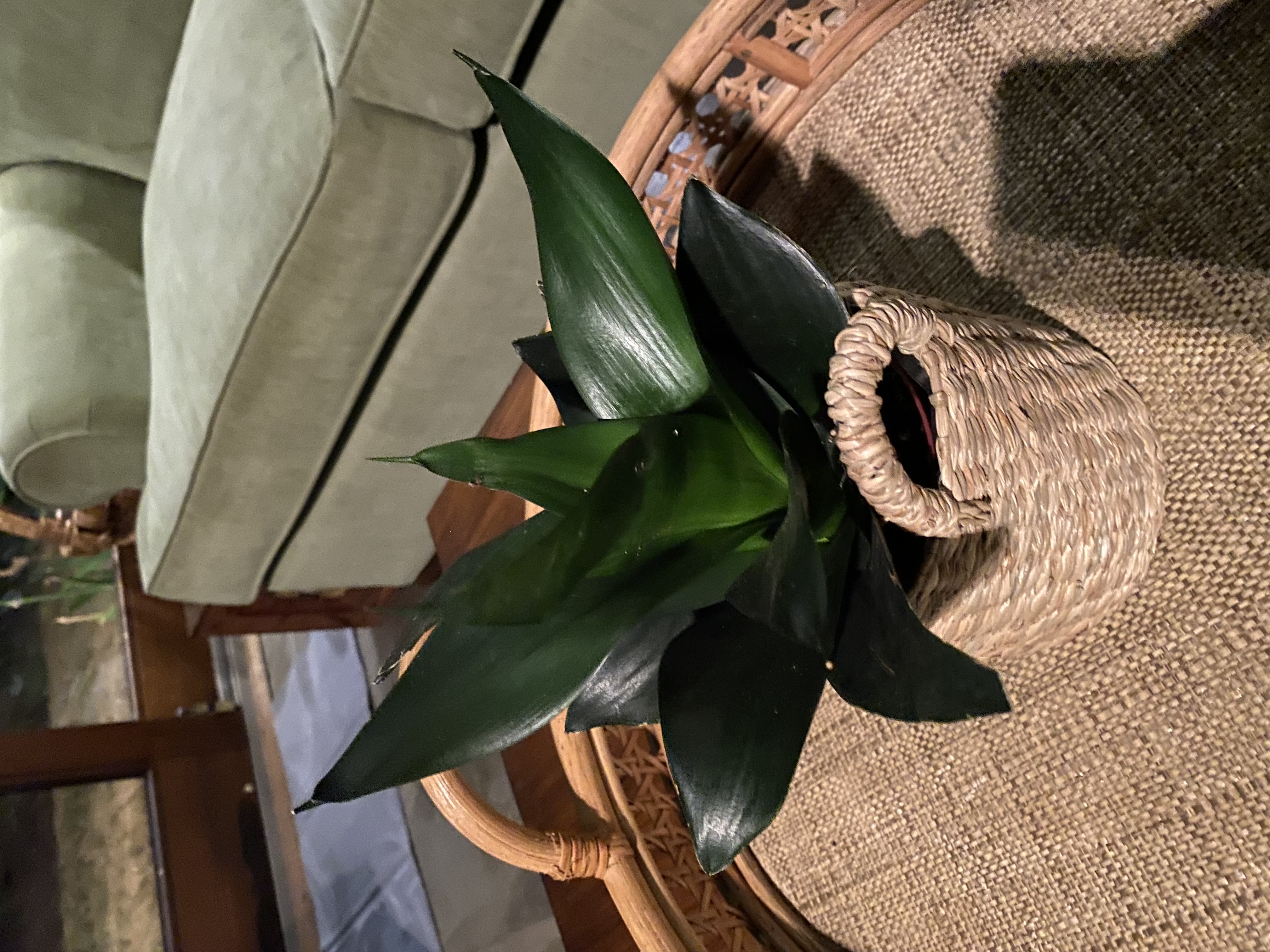 Snake Plant (Sansevieria trifasciata)