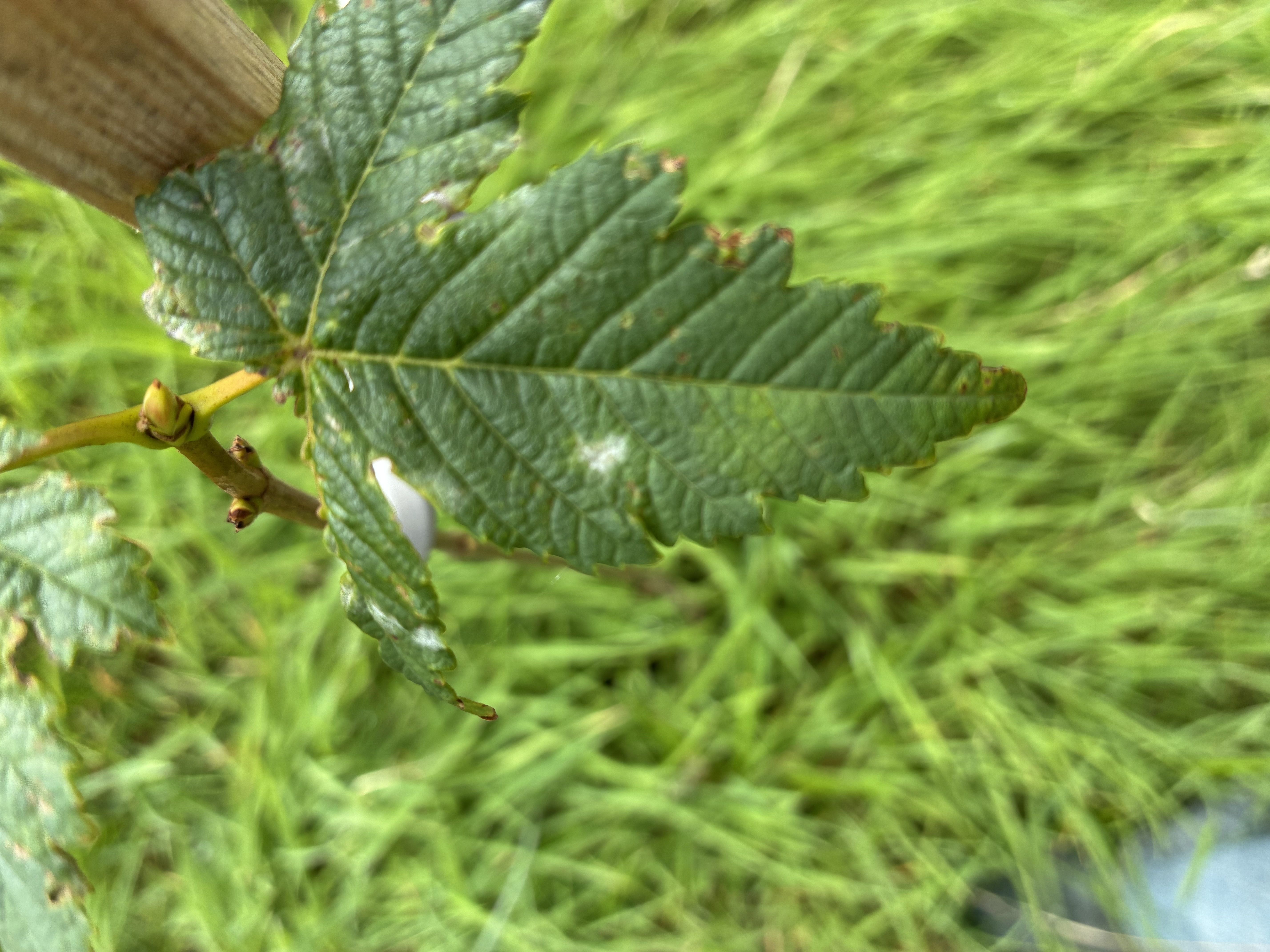 Blackberry (Rubus spp.)