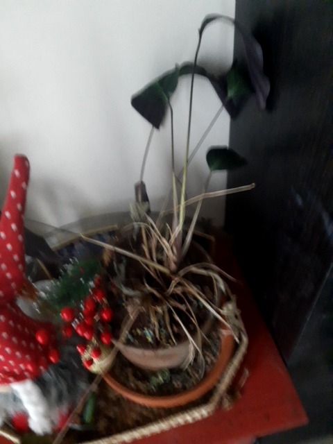 Root rot (Phytophthora/Pythium) due to overwatering and poor drainage - 식물 질병 진단 사진