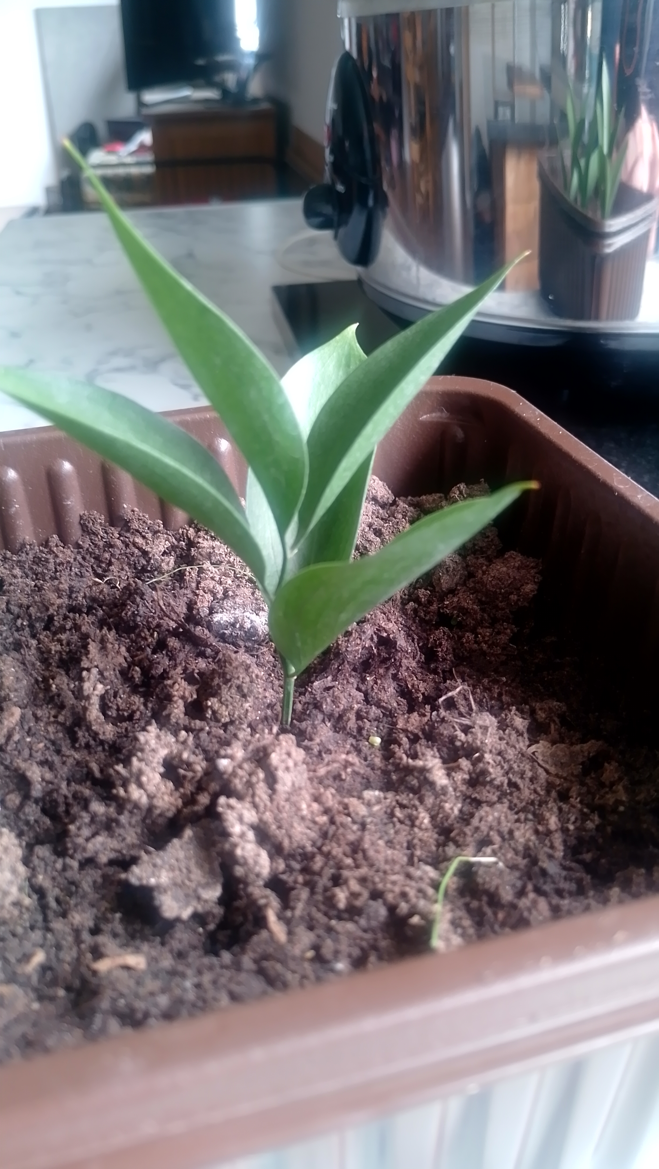 Cordyline (Ti plant)