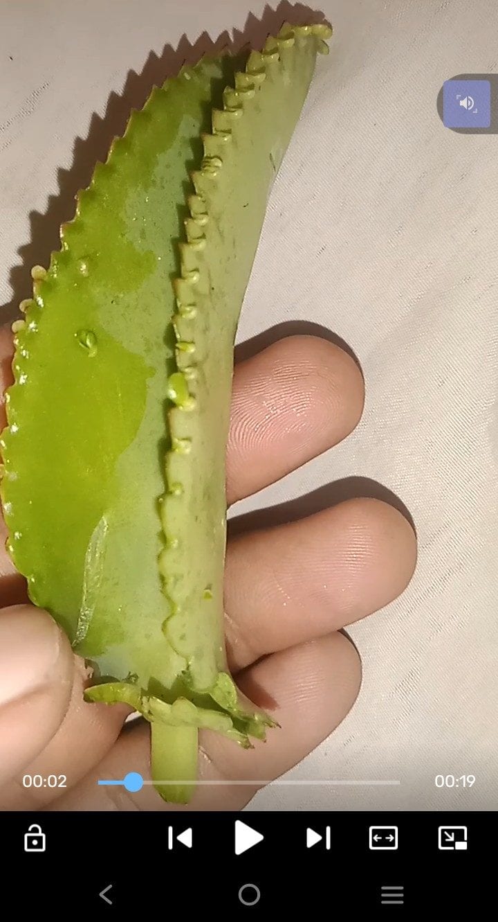 Aechmea ‘Tiny’ / Aechmea...