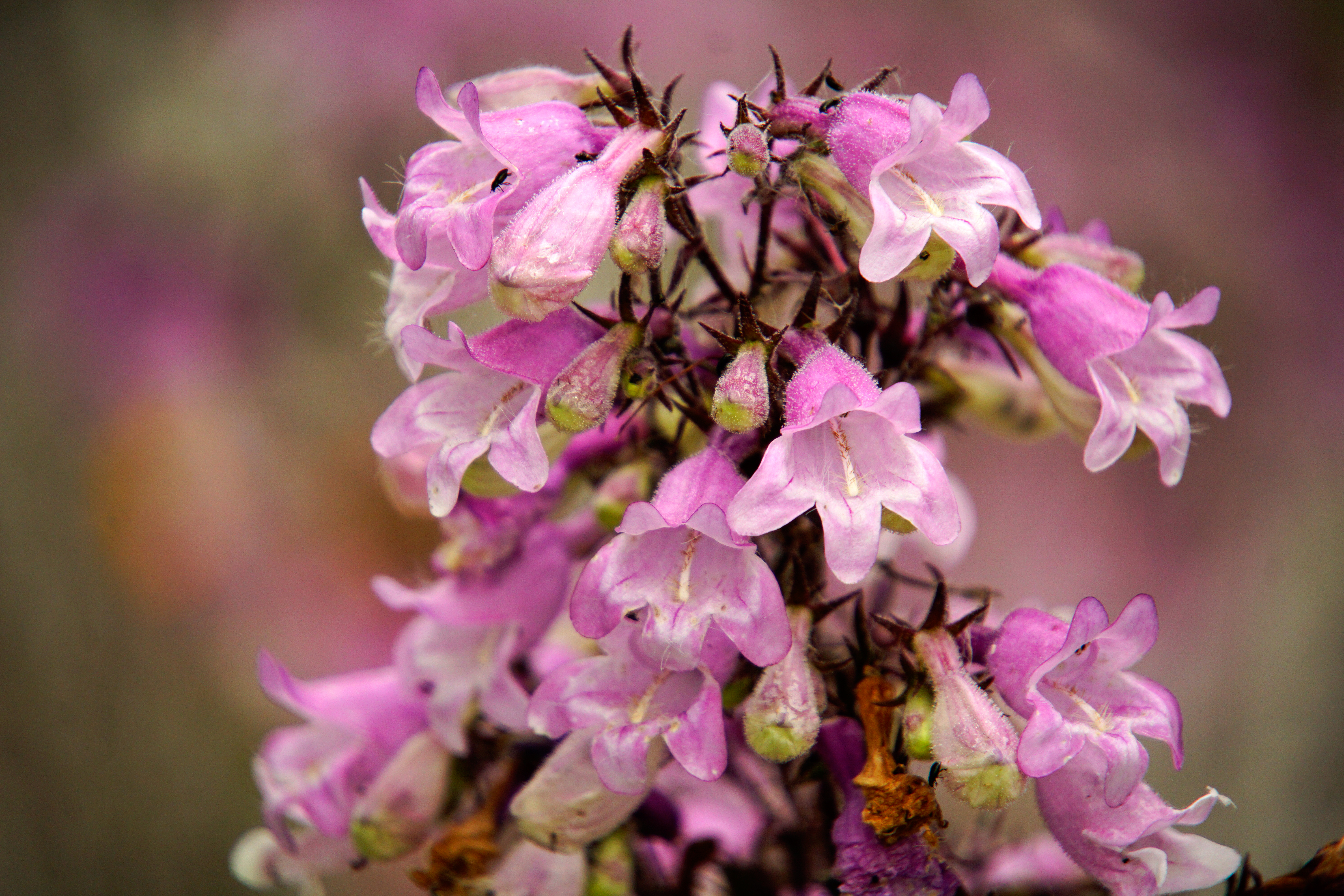 Ornamental basil (flowering basil, probably Ocimum basilicum)