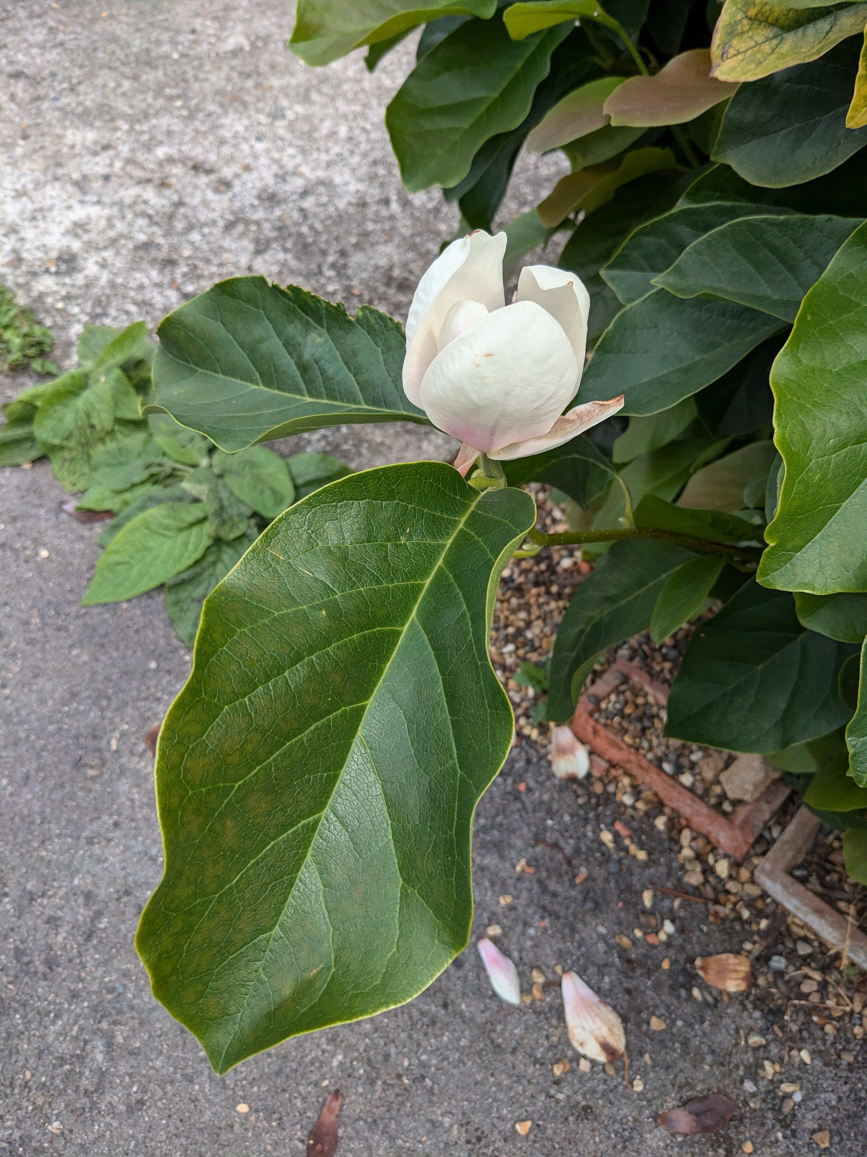 Magnolia