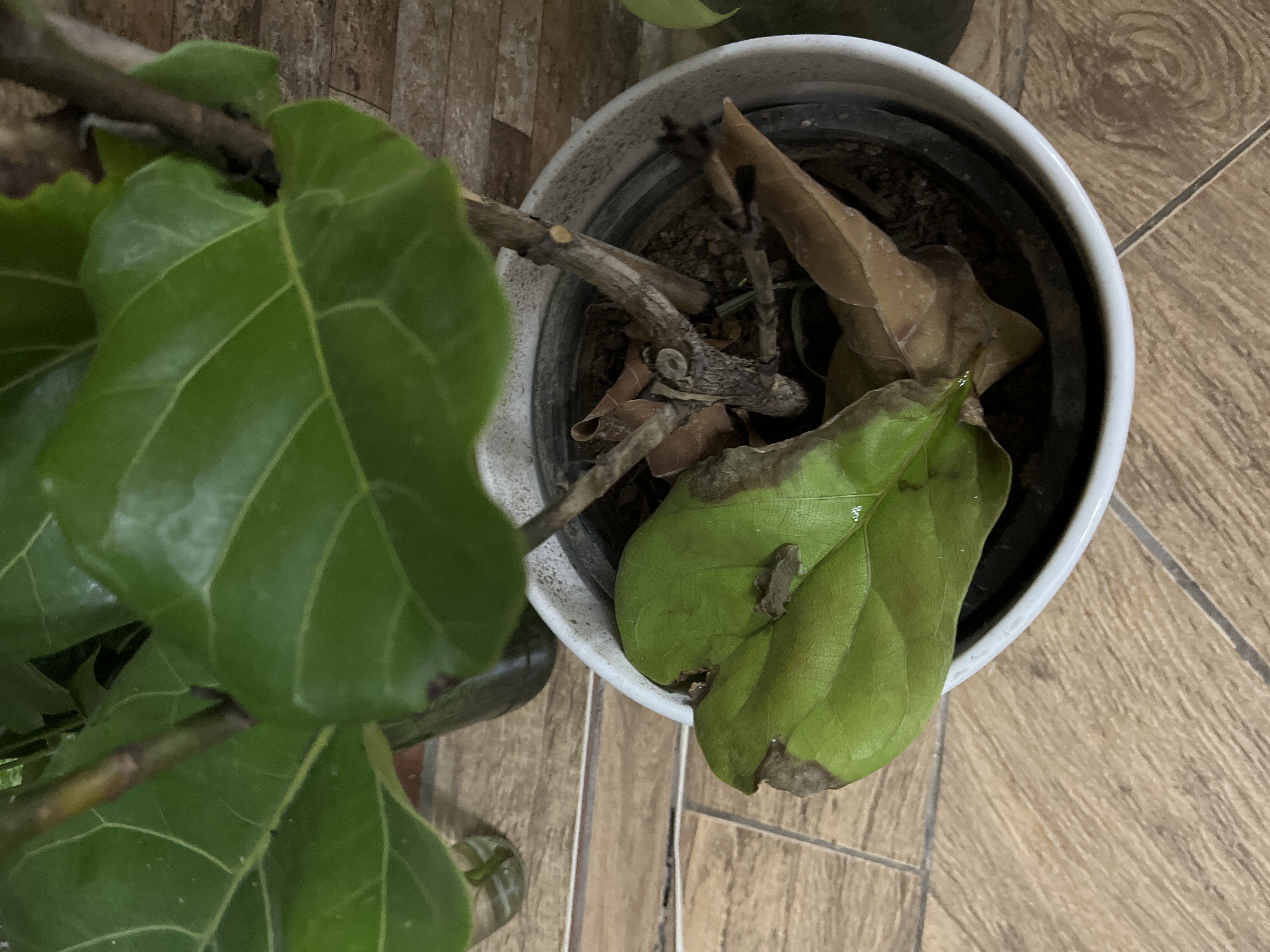 Root rot (Phytophthora spp. or related water molds) due to overwatering/poor drainage - Plant disease diagnosis photo