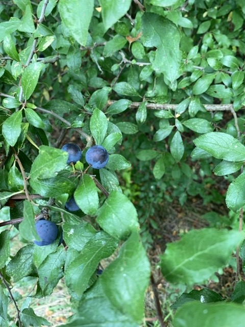 Blackthorn (Prunus spinosa)