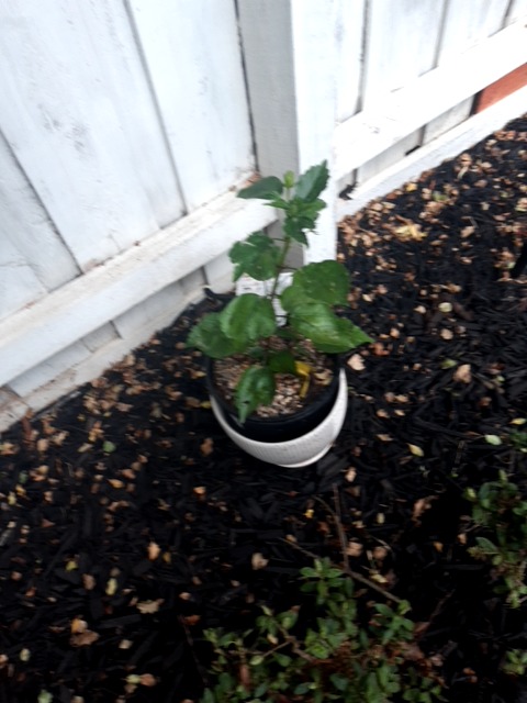 Phytophthora root rot (root rot caused by Phytophthora spp.) - Plant disease diagnosis photo