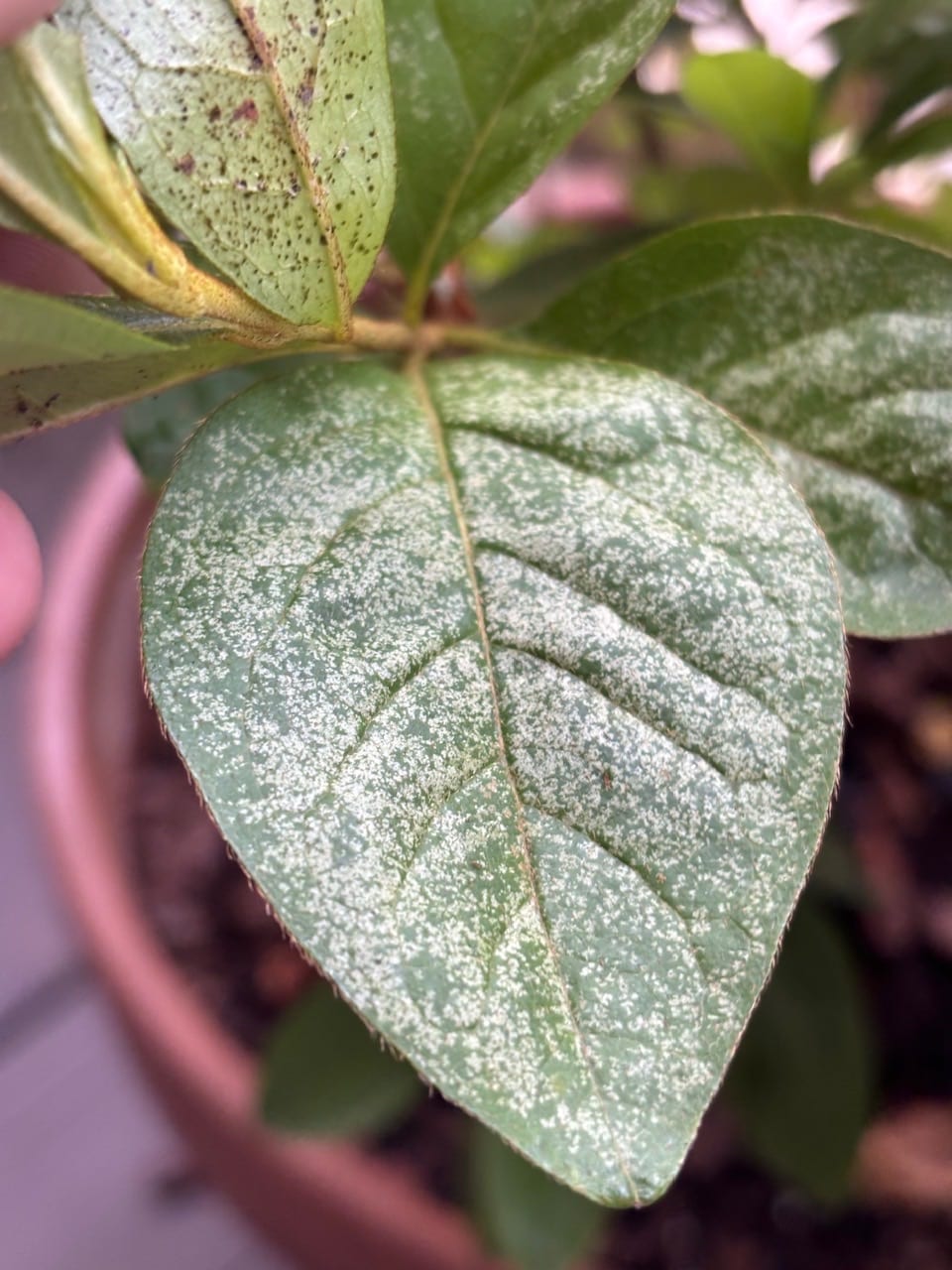 Powdery mildew (likely on a...
