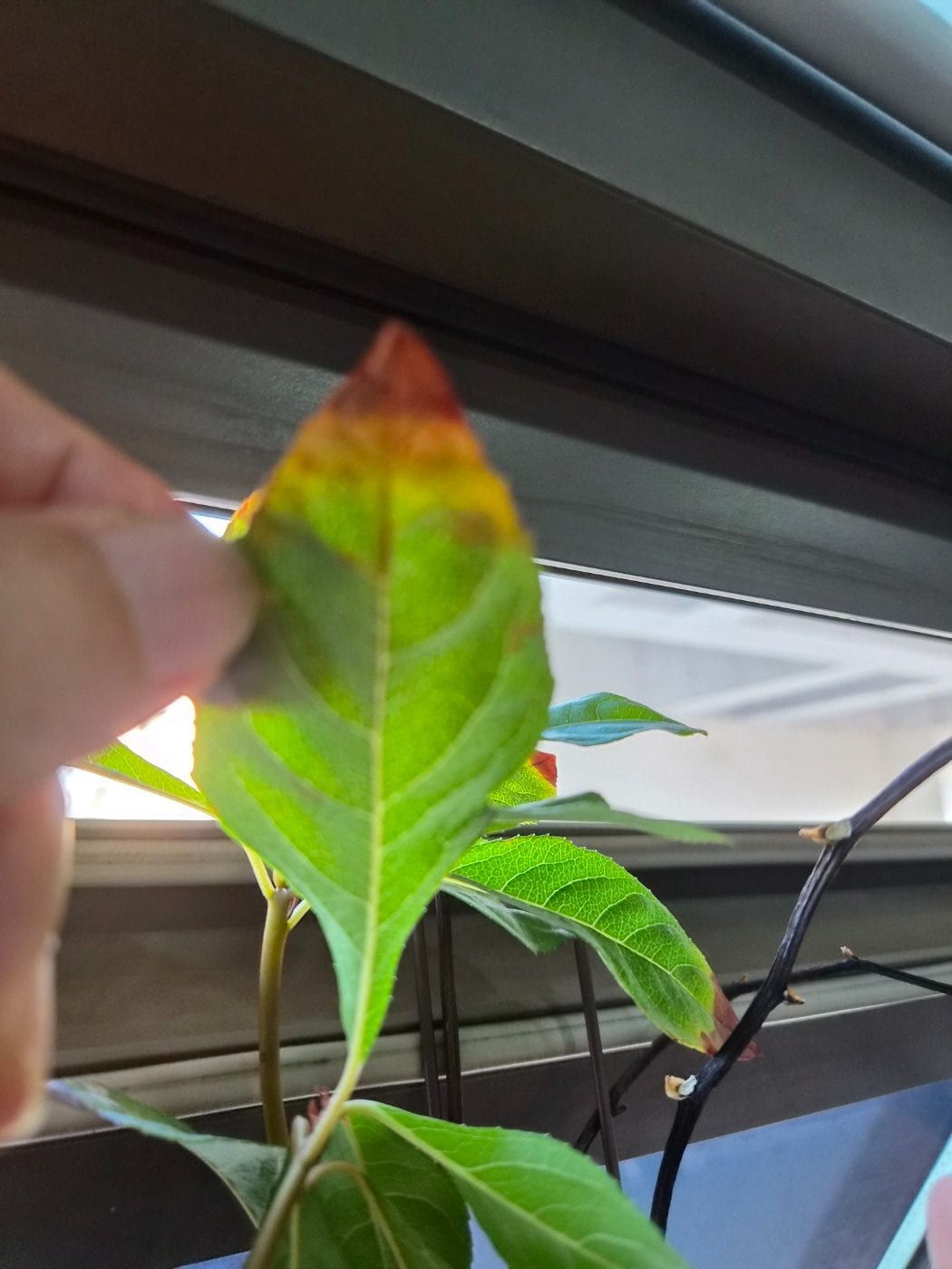 금귤나무(귤나무류)