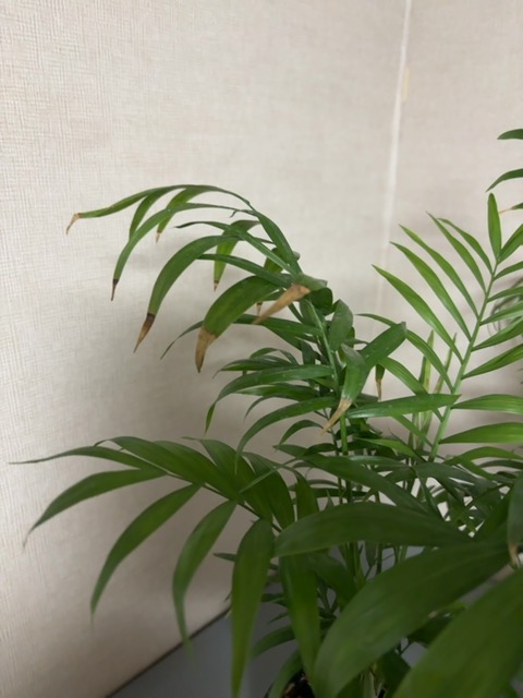 Captured plant
