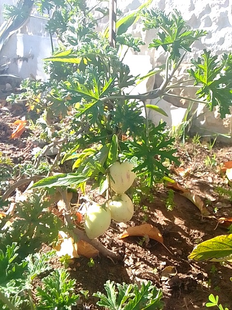 White eggplant (Solanum melongena) – white-fruited cultivar