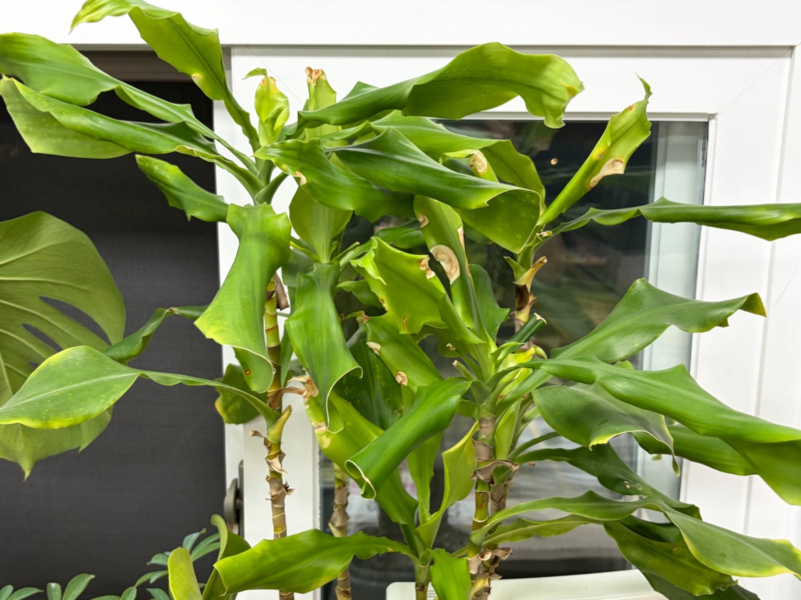 대나무야자(Dracaena) 줄기/잎 마름(갈변)...