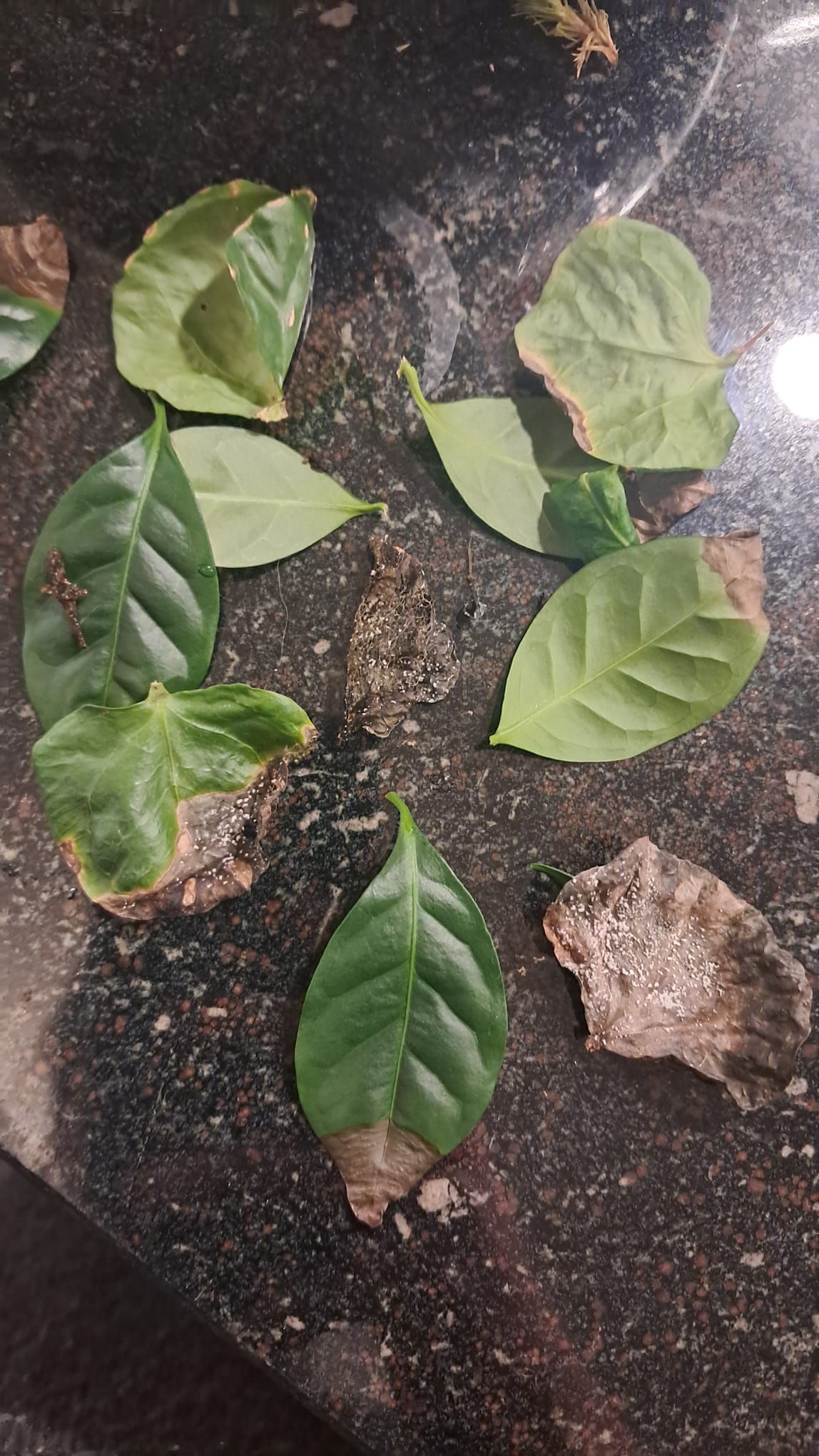 Leaf scorch (physiological stress) due to environmental factors such as irregular watering, low humidity, and salt buildup - Plant disease diagnosis photo