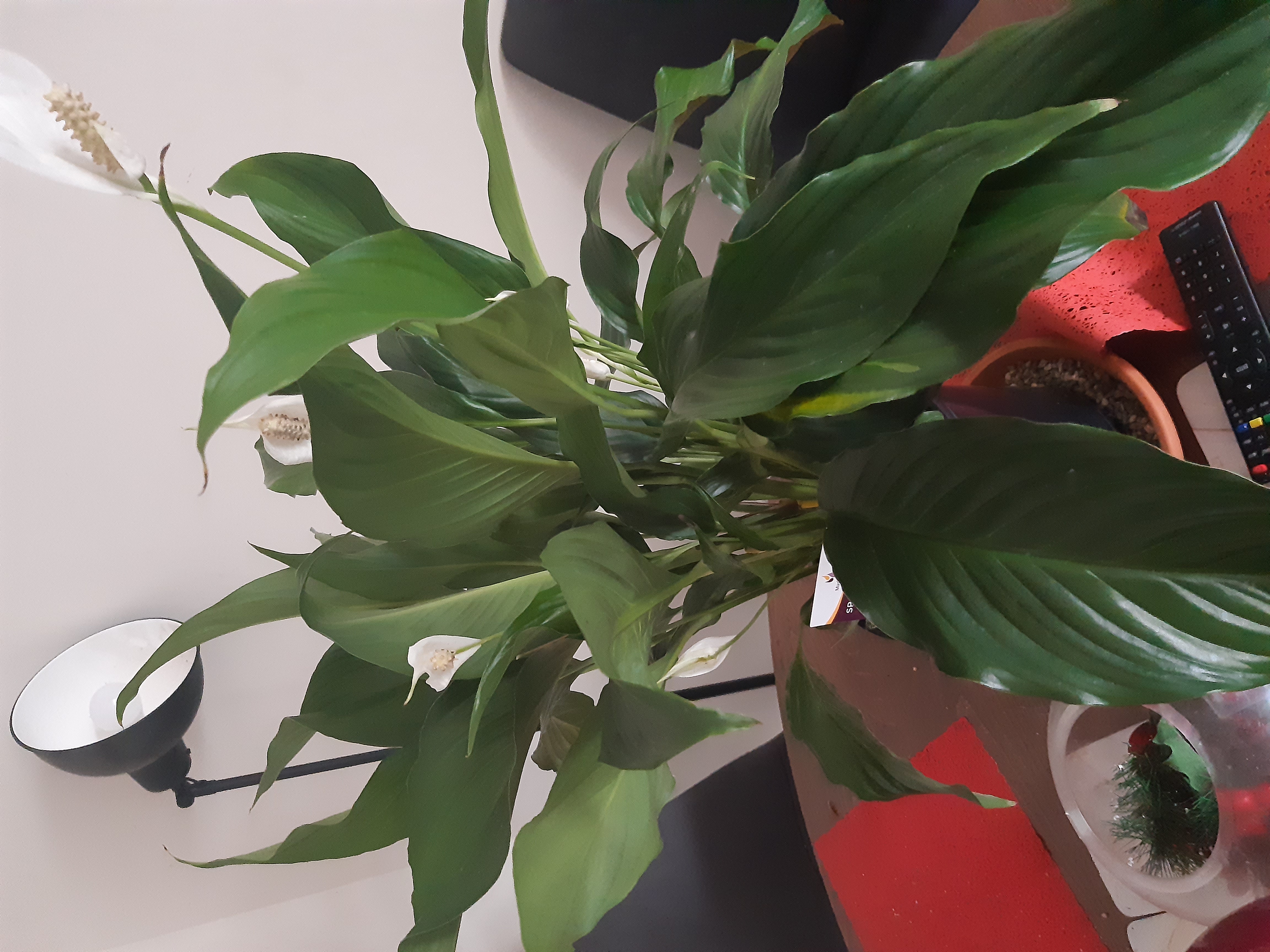 Physiological leaf tip burn (brown tips) in Peace Lily - Plant disease diagnosis photo