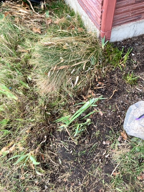 Fountain grass (Pennisetum alopecuroides) — ornamental clump-forming grass