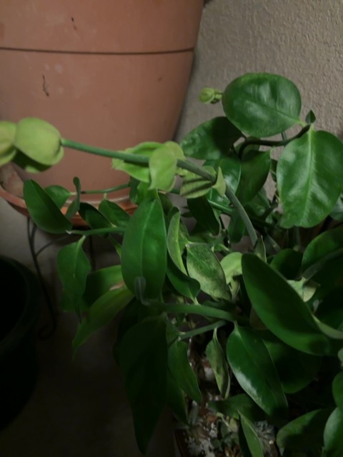 No identifiable disease detected; abiotic stress (watering/light/microclimate) affecting a wax plant (Hoya) or similar indoor trailing plant - 식물 질병 진단 사진