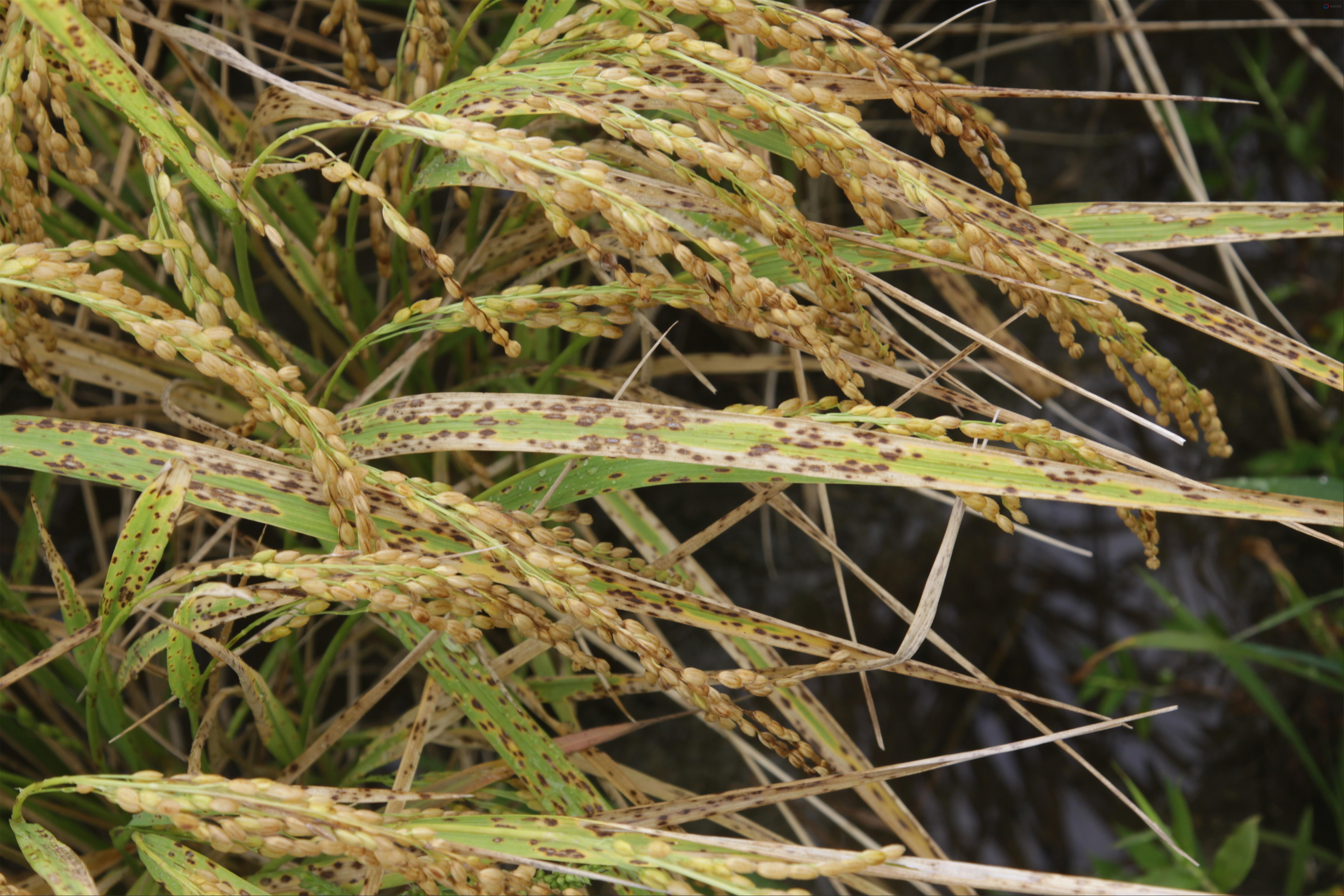Captured plant