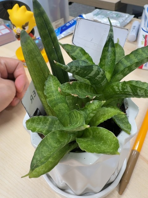 Captured plant