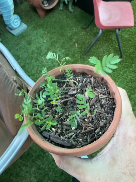 Curry leaf plant (Murraya koenigii)