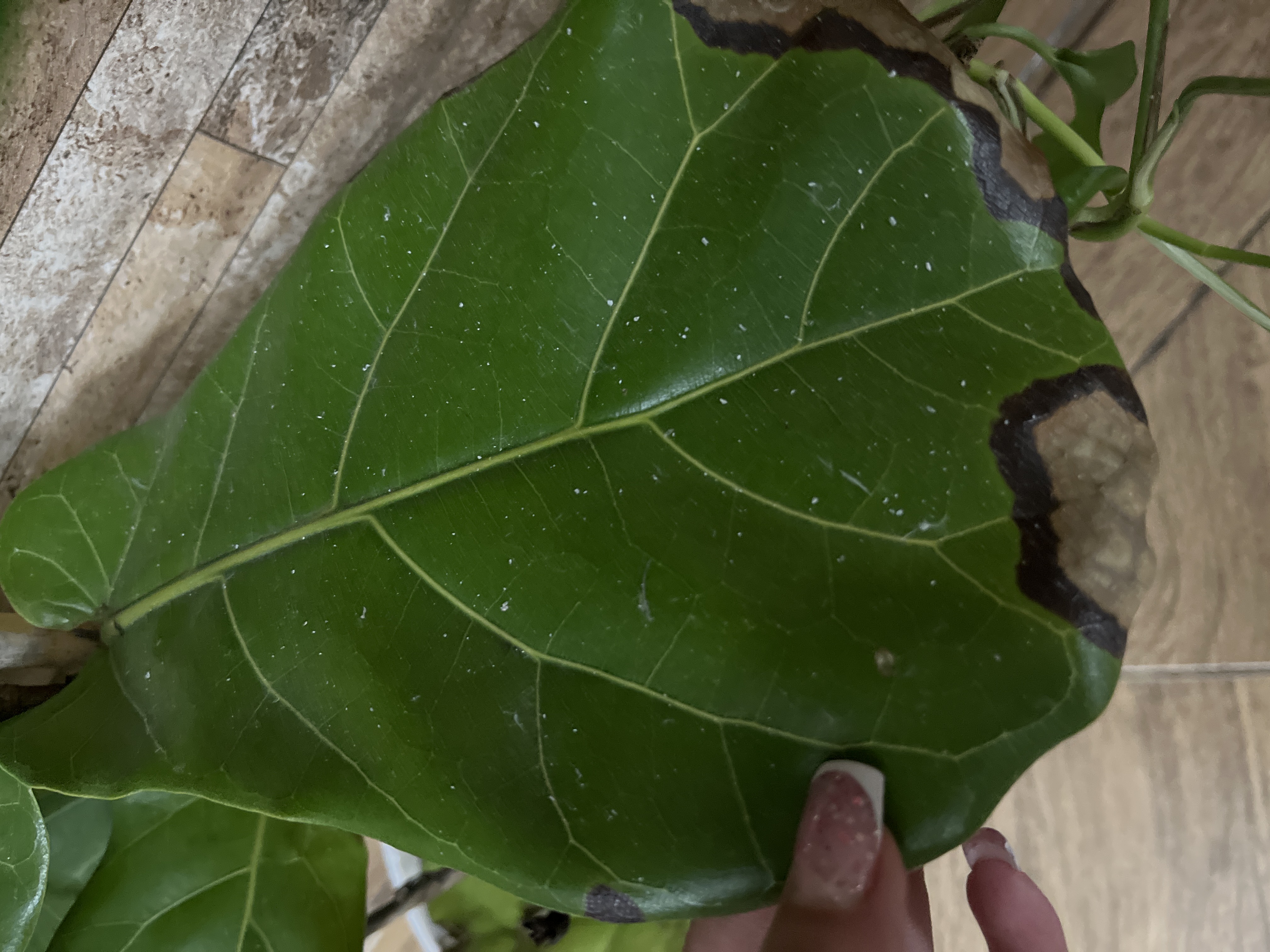 Brown leaf spot / leaf scorch with marginal necrosis (fungal leaf spot suspected) - Plant disease diagnosis photo
