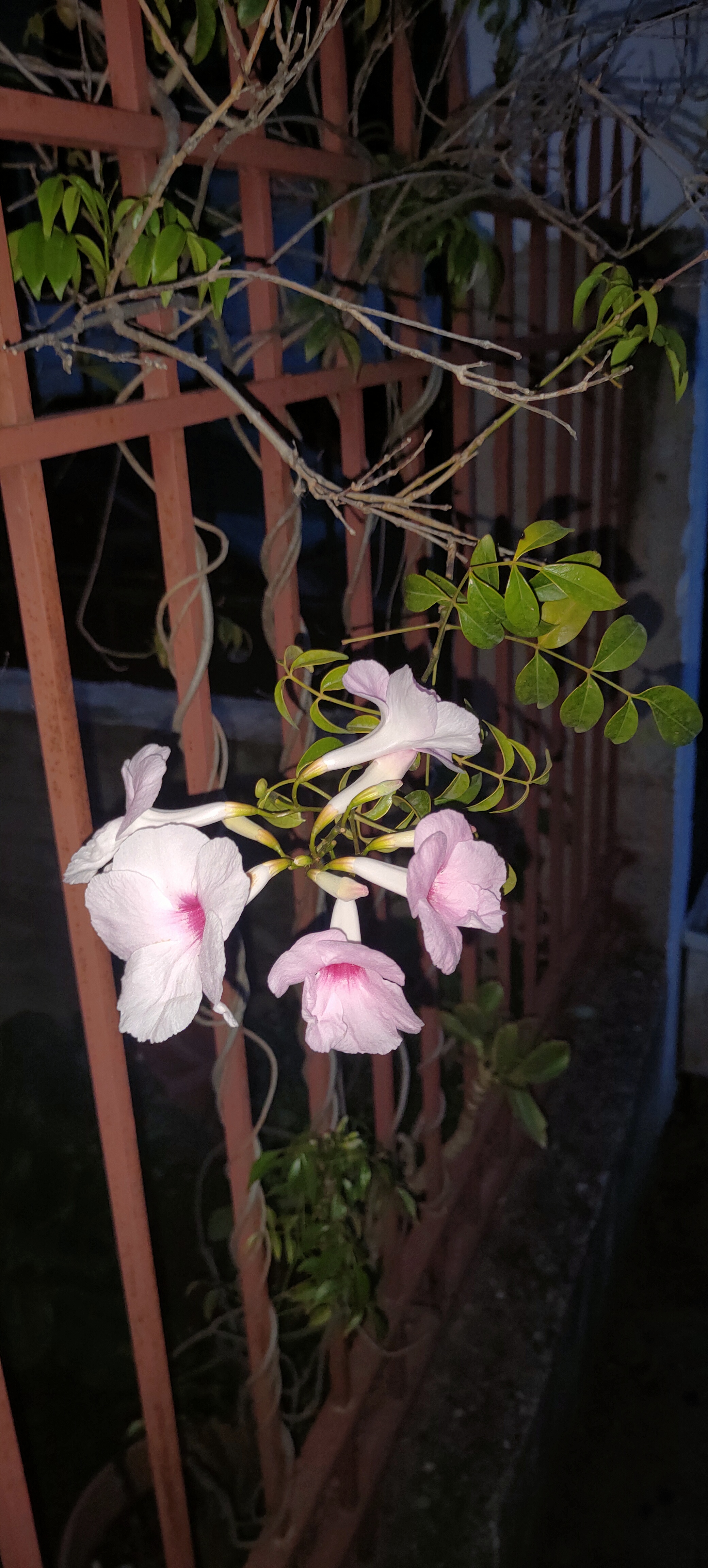 Mandevilla (Dipladenia)