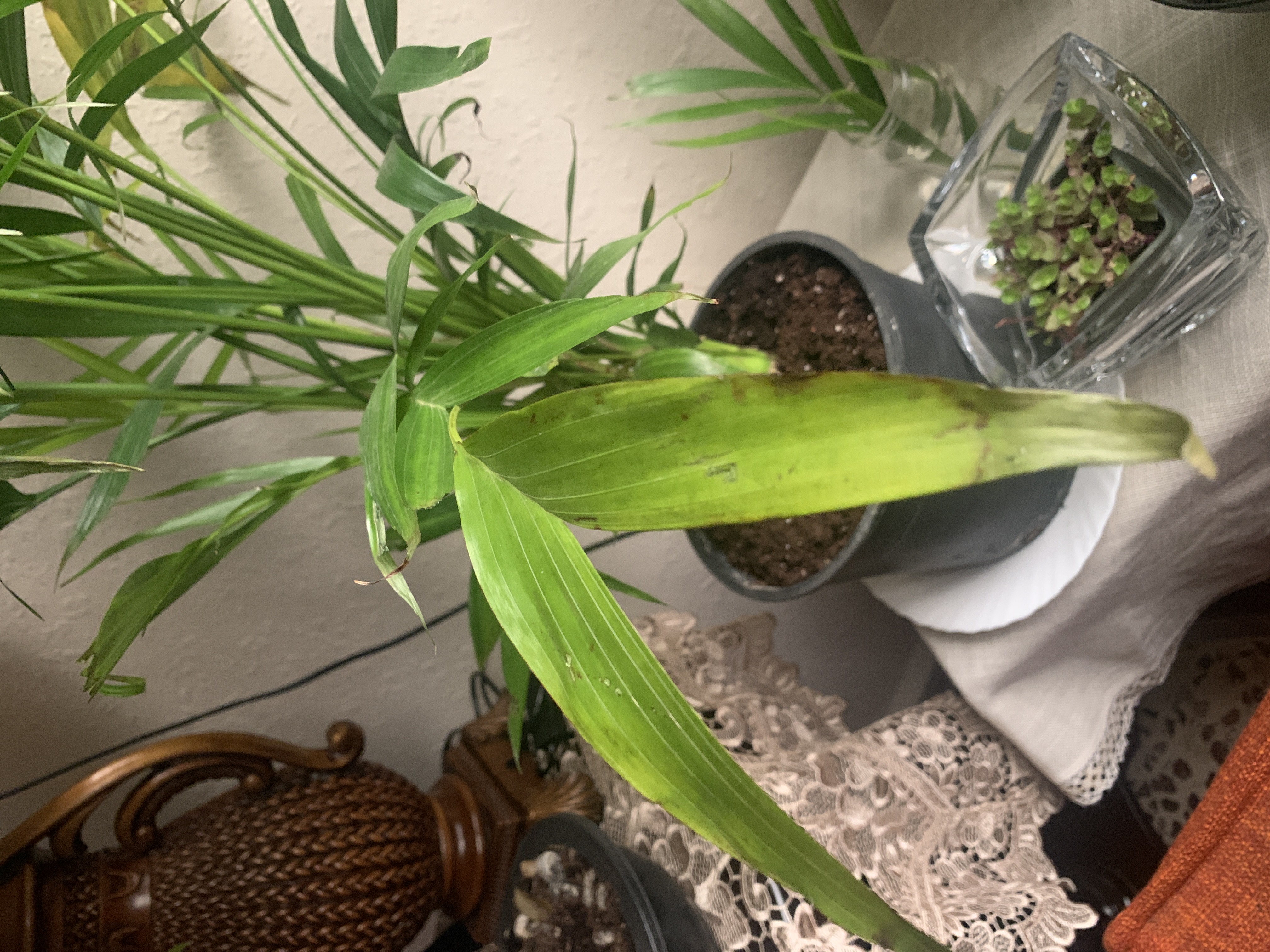 Overwatering-induced root rot in Dracaena (corn plant) - 식물 질병 진단 사진
