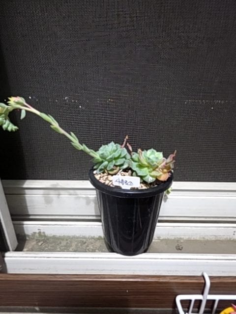 마디꽃(석화, 학명 Sedum/Crassulaceae 계열로 흔히 알려진 다육성으로 보임)