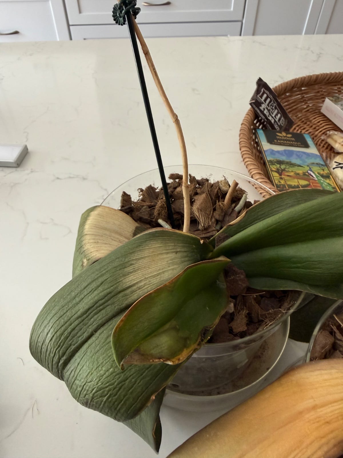 Phalaenopsis crown rot and...