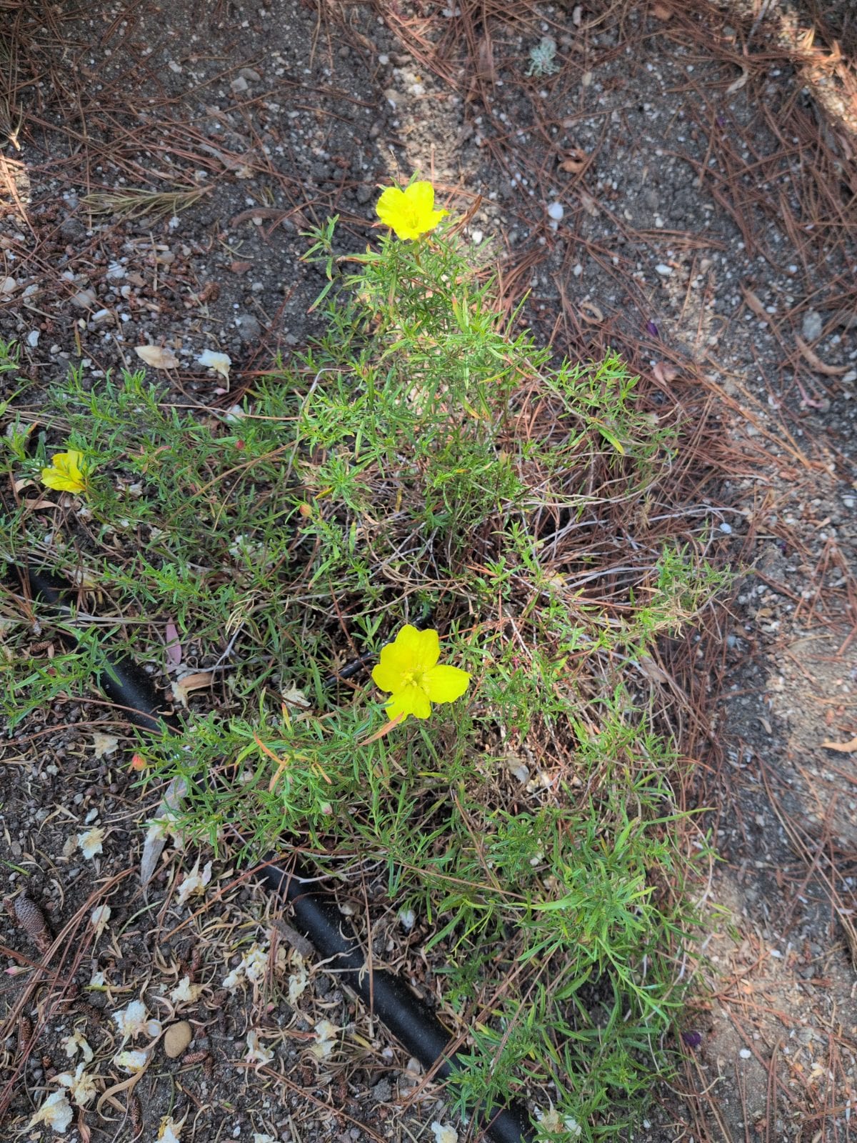 Portulaca (Rose moss) —...