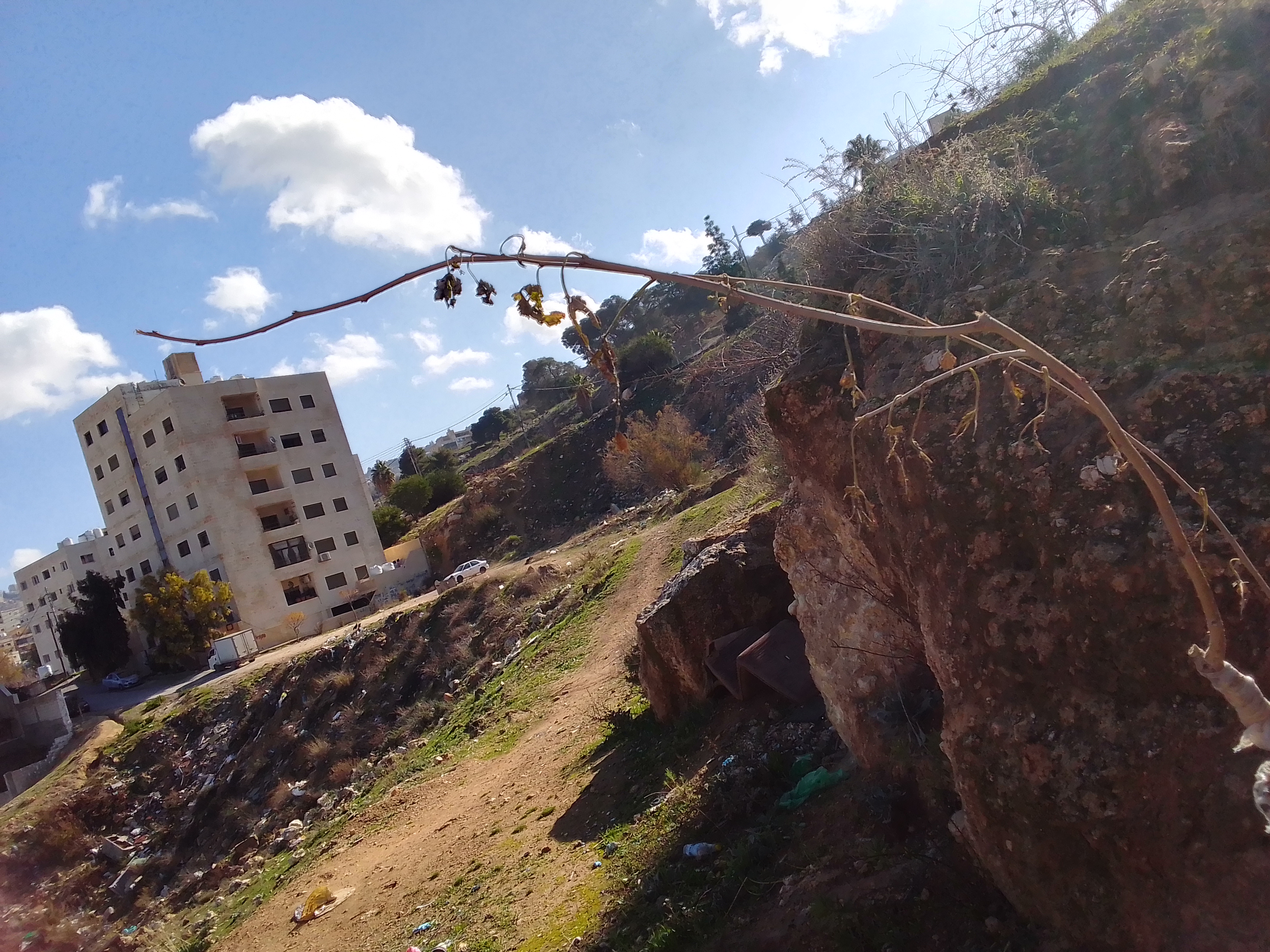 Drought-stress–induced dieback (dieback symptoms on a woody vine/plant) - Plant disease diagnosis photo