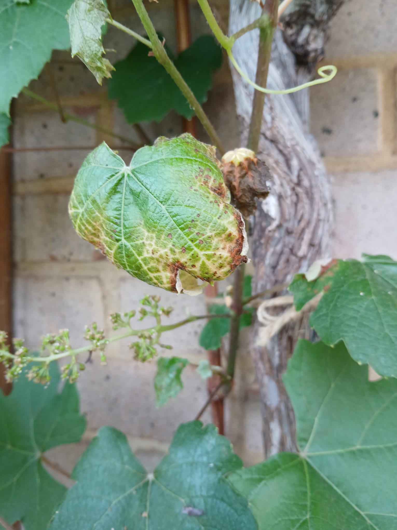 Powdery mildew (Erysiphe necator) on grapevine - 식물 질병 진단 사진